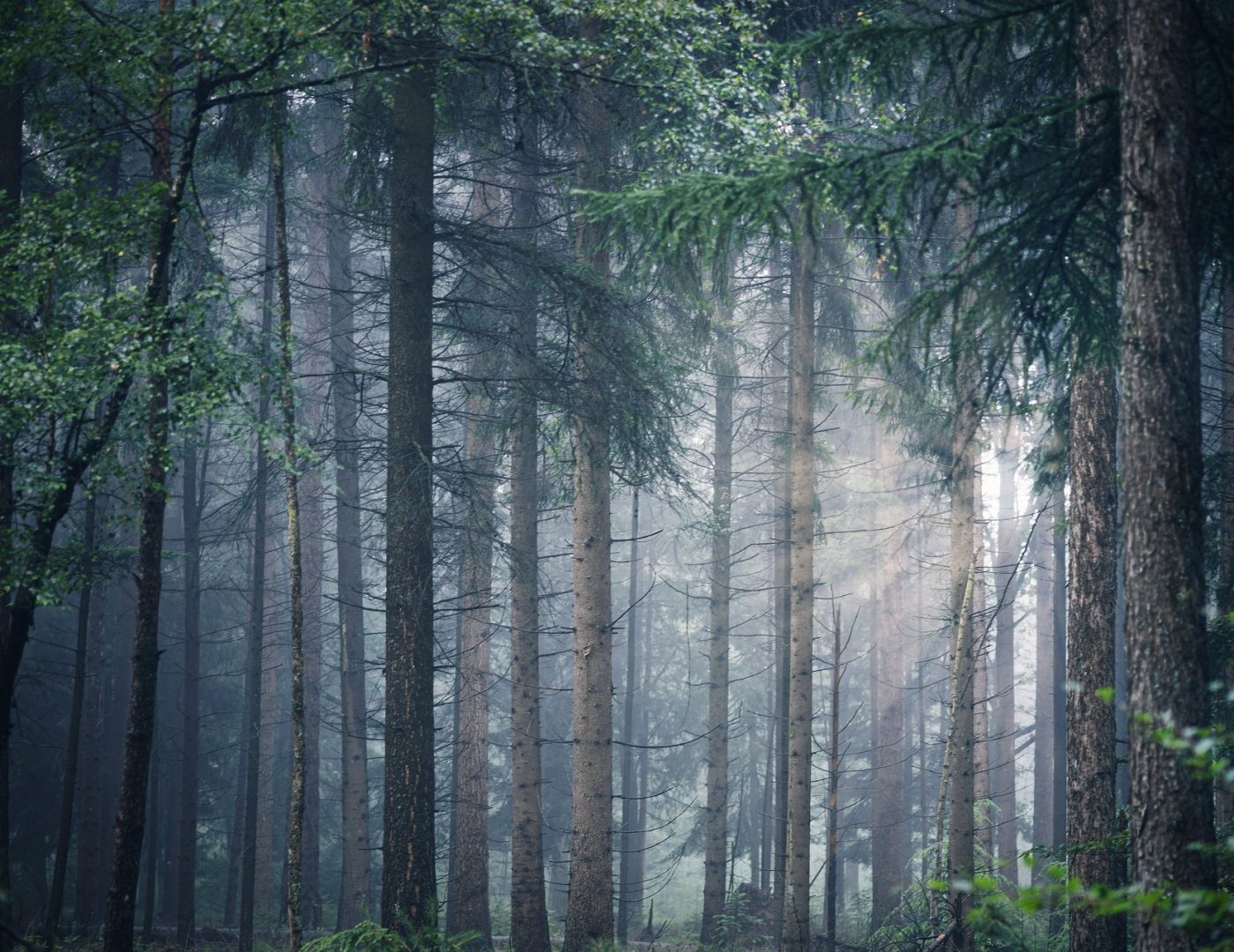 forest-5498483_1920 forest-5498483_1920